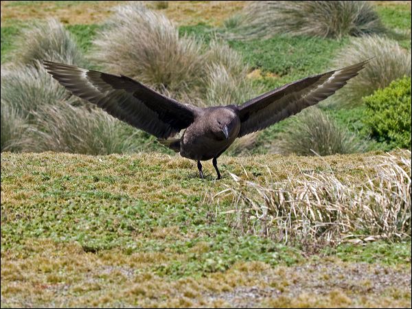 Brown Skua brown_skua_124634.psd