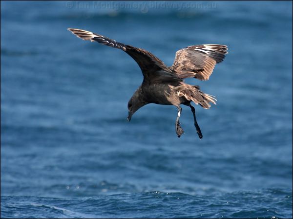 Brown Skua brown_skua_44251.psd