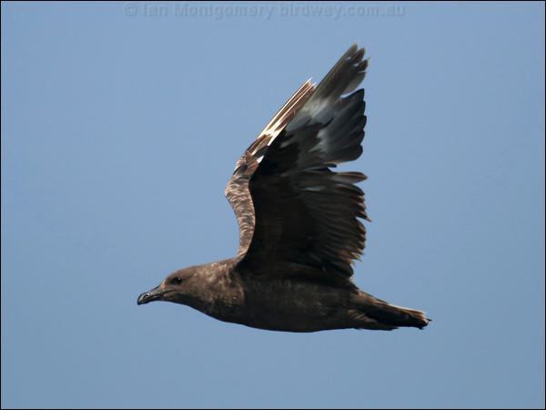 Brown Skua brown_skua_44256.psd