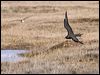 parasitic_jaeger_66170