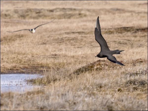 Parasitic Jaeger (Skua) parasitic_jaeger_66170.psd