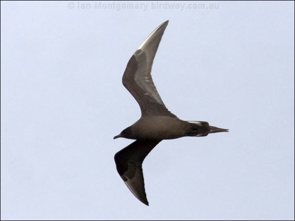 Parasitic Jaeger (Skua) parasitic_jaeger_66172.psd