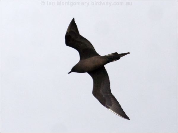 Parasitic Jaeger (Skua) parasitic_jaeger_66173.psd