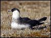 Click here to enter gallery and see photos of Pomarine Jaeger