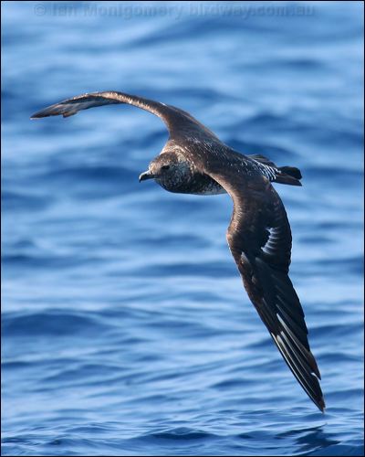Pomarine Skua (Jaeger) pomarine_jaeger_43746.psd
