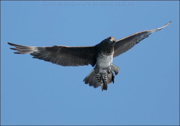 Pomarine Skua (Jaeger) pomarine_jaeger_43751.psd