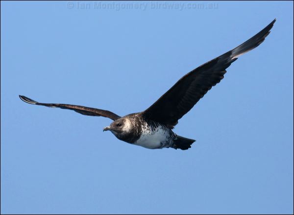 Pomarine Skua (Jaeger) pomarine_jaeger_43831.psd