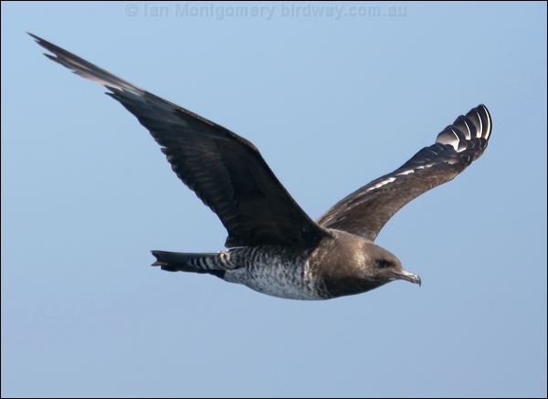 Pomarine Skua (Jaeger) pomarine_jaeger_43835.psd