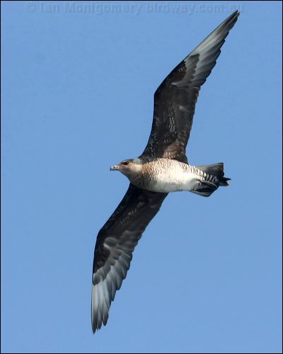 Pomarine Skua (Jaeger) pomarine_jaeger_44328.psd