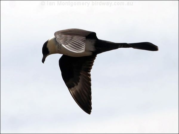 Pomarine Skua (Jaeger) pomarine_jaeger_66903.psd