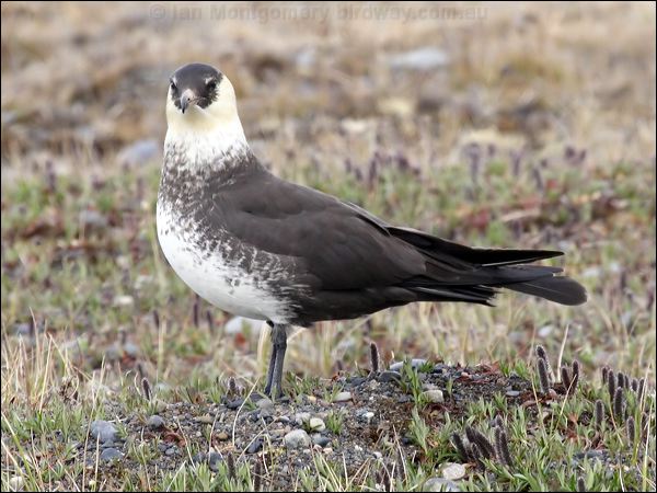 Pomarine Skua (Jaeger) pomarine_jaeger_67142.psd