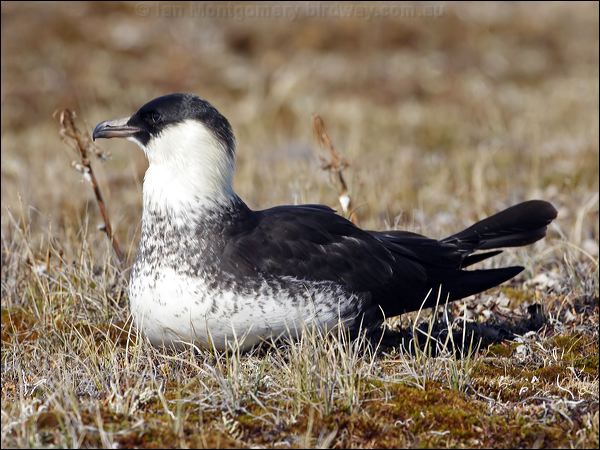 Pomarine Skua (Jaeger) pomarine_jaeger_67329.psd