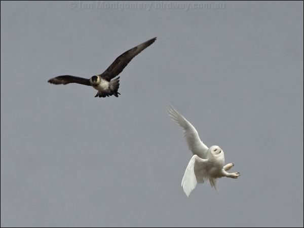 Pomarine Skua (Jaeger) snowy_owl_C67092.psd