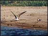 Click here to enter gallery and see photos of African Skimmer