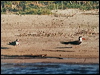 african_skimmer_s6095