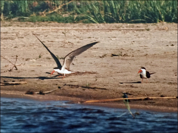 African Skimmer african_skimmer_s6094.psd