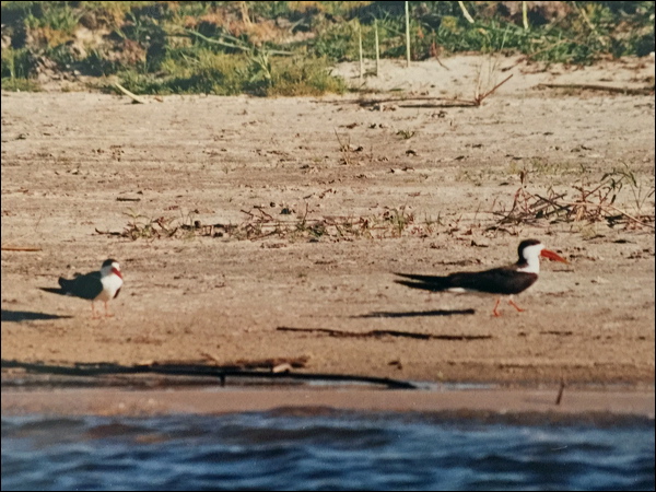 African Skimmer african_skimmer_s6095.jpg