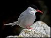 Click here to enter gallery and see photos of Antarctic Tern