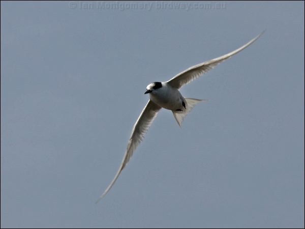 Antarctic Tern antarctic_tern_123329.psd