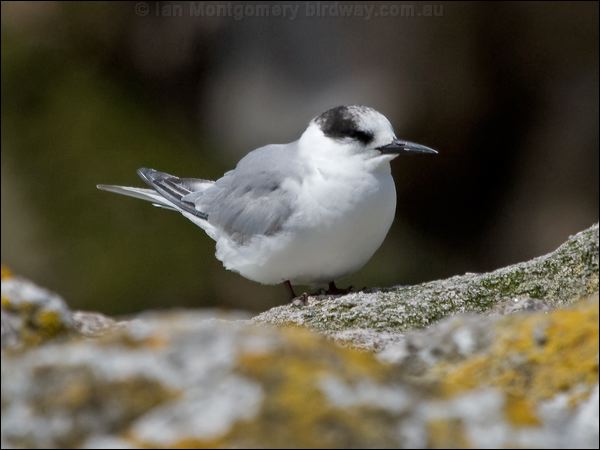 Antarctic Tern antarctic_tern_123336.psd