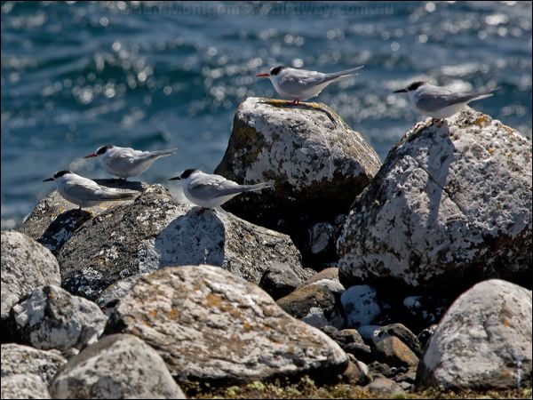 Antarctic Tern antarctic_tern_124517.psd