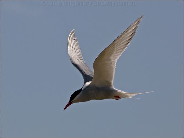 Antarctic Tern antarctic_tern_124530.psd