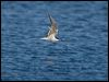 arctic_tern_144039