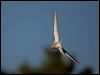 arctic_tern_144052
