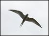 arctic_tern_54750