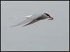 arctic_tern_54775
