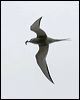 arctic_tern_55032