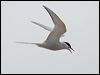 arctic_tern_55114