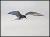 arctic_tern_67232