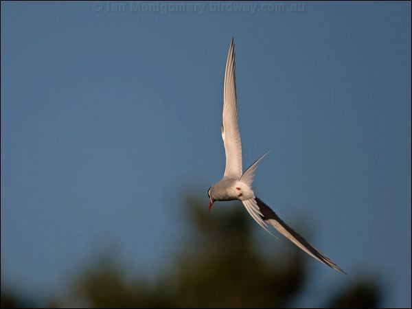 Arctic Tern arctic_tern_144052.psd