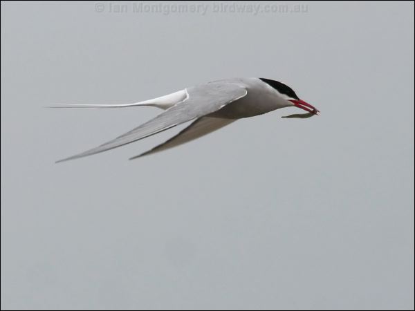 Arctic Tern arctic_tern_54775.psd