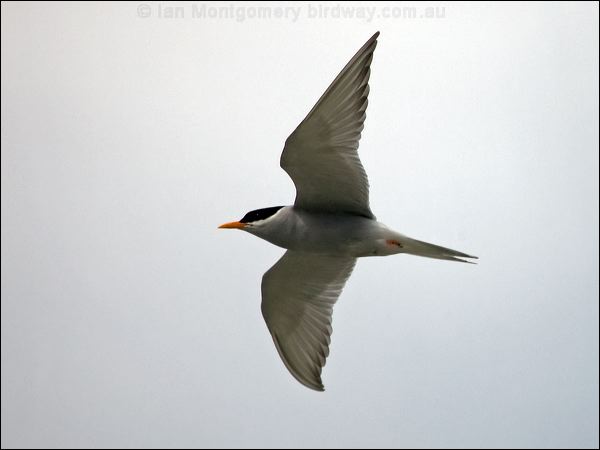 Black-fronted Tern black_fronted_tern_122724.psd