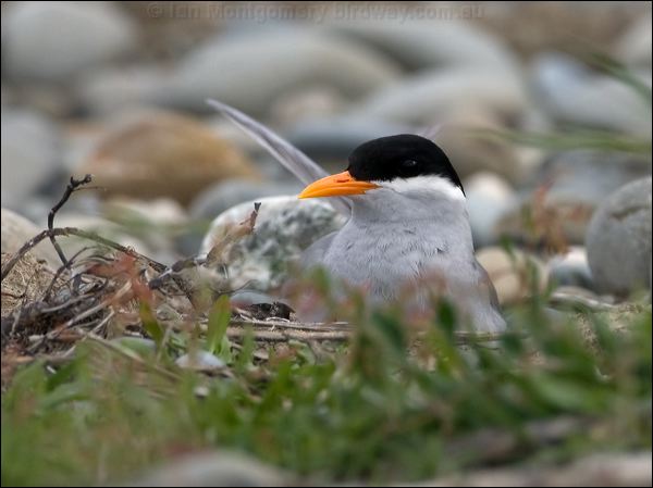 Black-fronted Tern black_fronted_tern_122751.psd