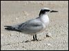 black_naped_tern_44914