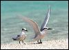 black_naped_tern_44984