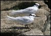 black_naped_tern_45016