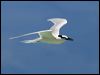 black_naped_tern_45490