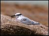 black_naped_tern_45504
