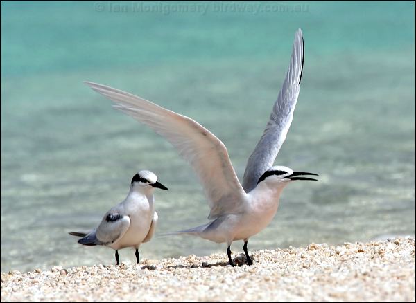 Black-naped Tern black_naped_tern_44984.psd