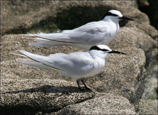 Black-naped Tern black_naped_tern_45016.psd