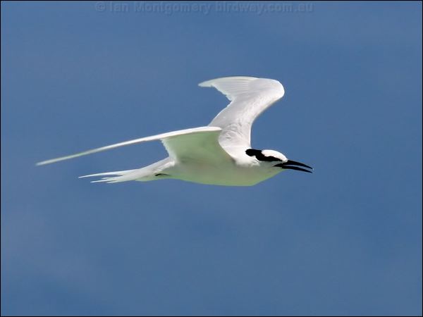 Black-naped Tern black_naped_tern_45490.psd