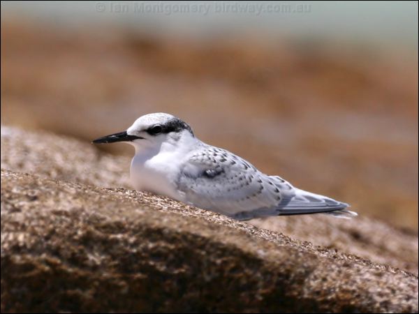 Black-naped Tern black_naped_tern_45504.psd