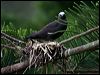 black_noddy_140917