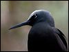 black_noddy_141013