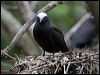black_noddy_141102
