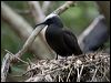 black_noddy_141103